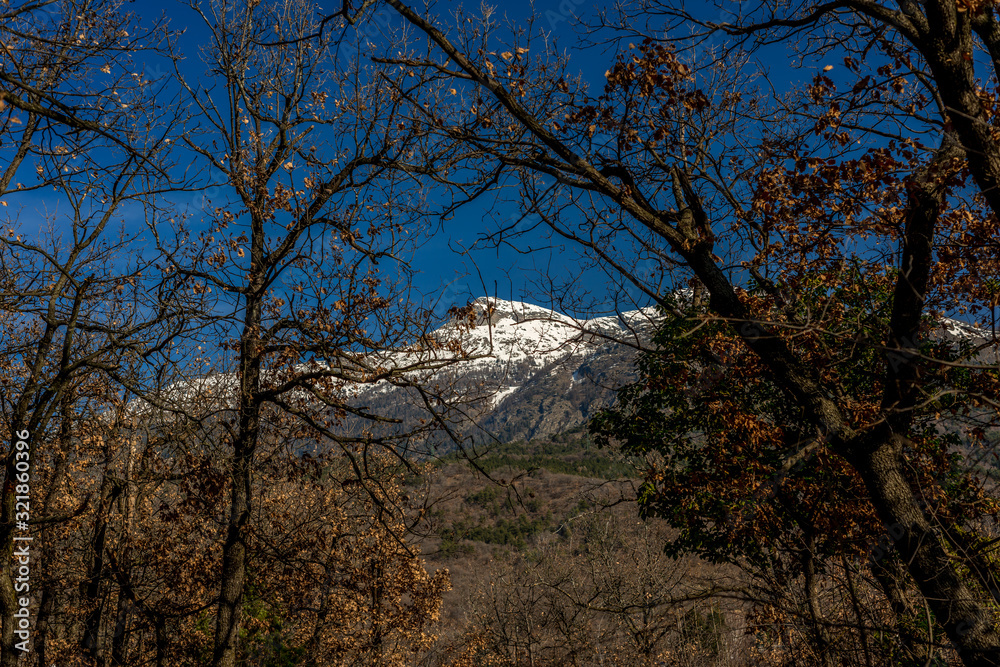 mountain panorama in the background with trees and forest in the foreground mountain panorama in the background with trees and forest in the foreground