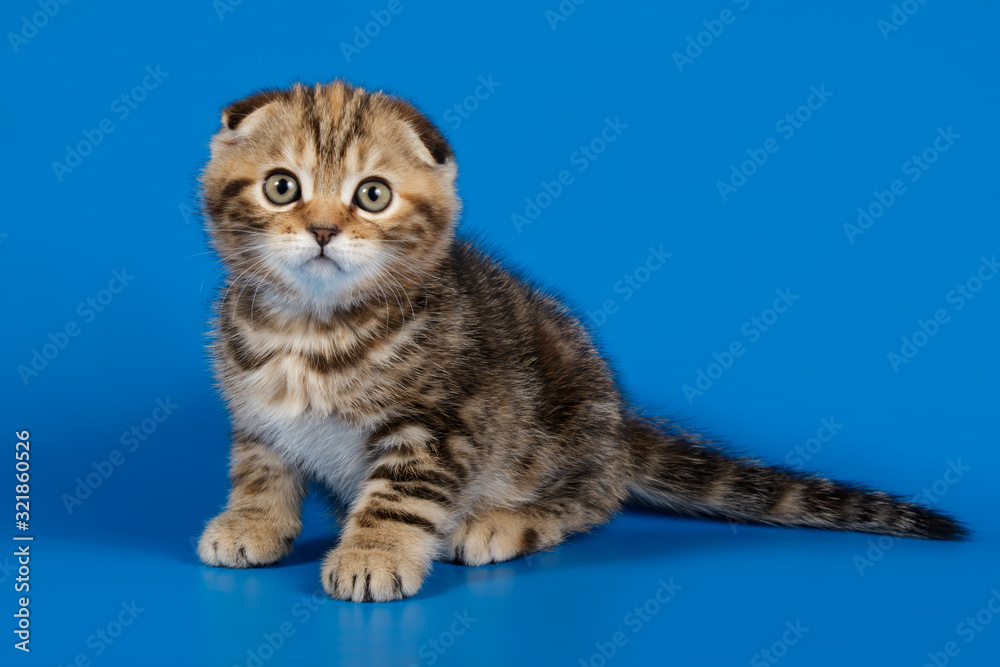 Studio photography of a scottish fold shorthair cat on colored backgrounds Studio photography of a scottish fold shorthair cat on colored backgrounds