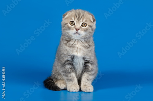 Studio photography of a scottish fold shorthair cat on colored backgrounds © Aleksand Volchanskiy