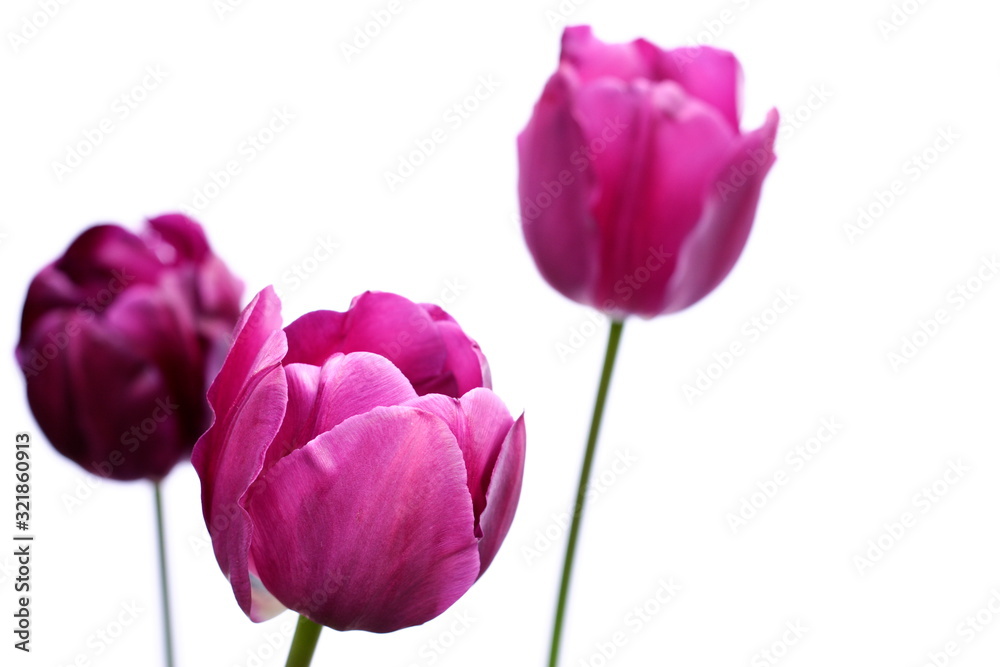 Purple tulips Purple tulips
