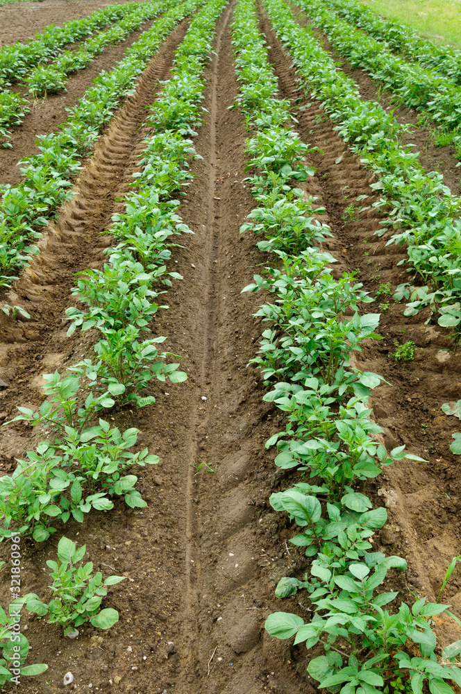 Potato field, potato crops planted in a row Potato field, potato crops planted in a row