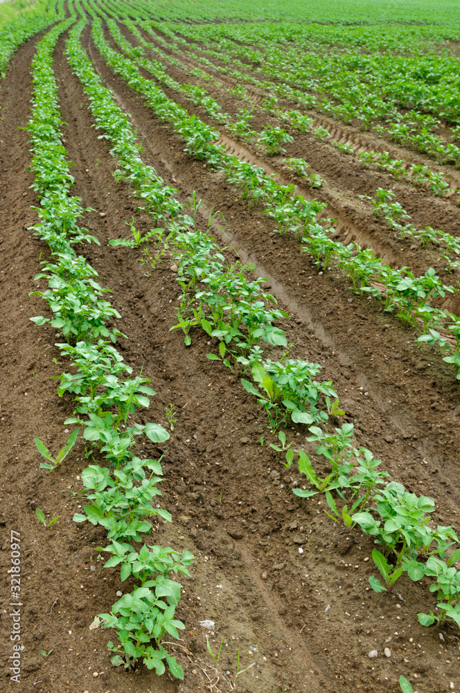 Potato field, potato crops planted in a row Potato field, potato crops planted in a row