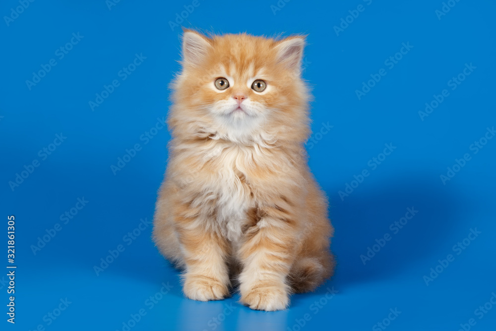 Studio photography of a scottish straight longhair cat on colored backgrounds