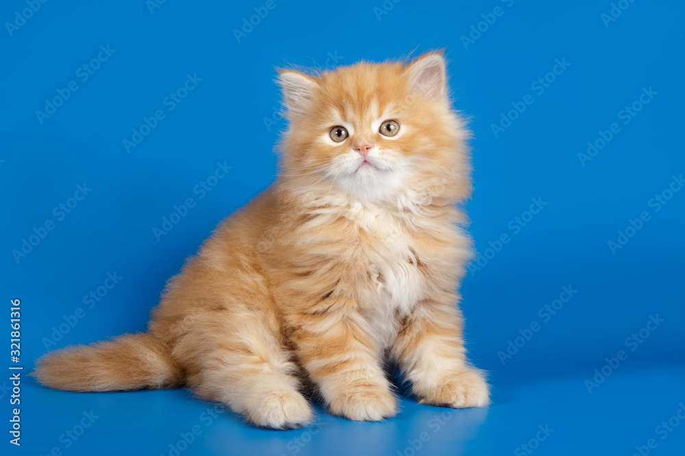 Studio photography of a scottish straight longhair cat on colored backgrounds - obrazy, fototapety, plakaty 