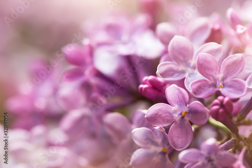 tender soft purple lilac flowers, macro shot