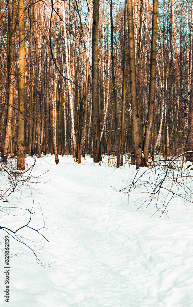 Walking path in winter forest with snow on the ground. Text copy space. Winter forest concept
