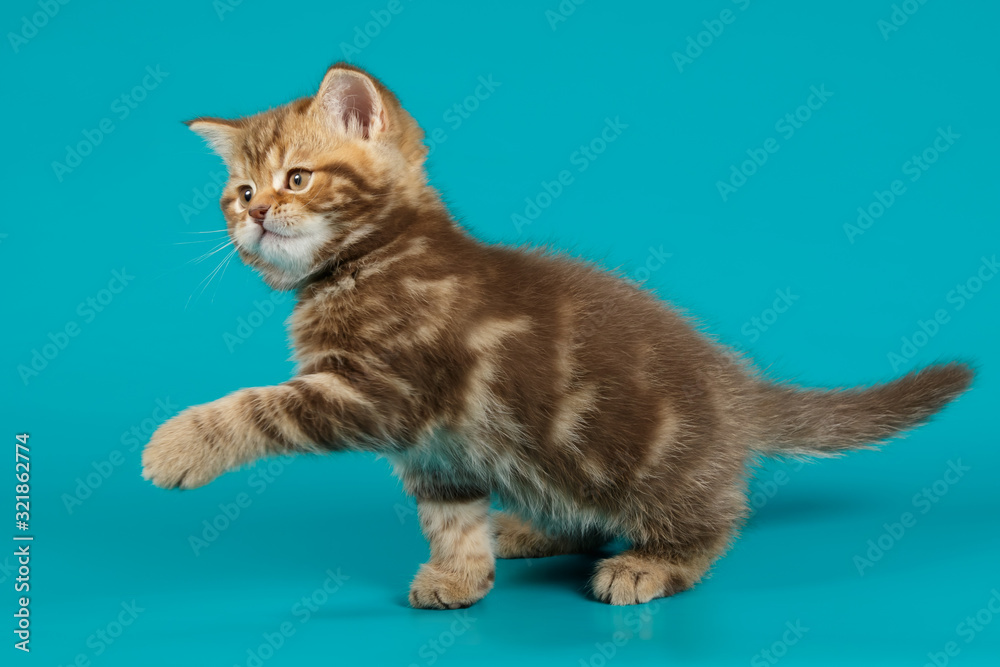 Studio photography of a scottish straight shorthair cat on colored backgrounds Studio photography of a scottish straight shorthair cat on colored backgrounds