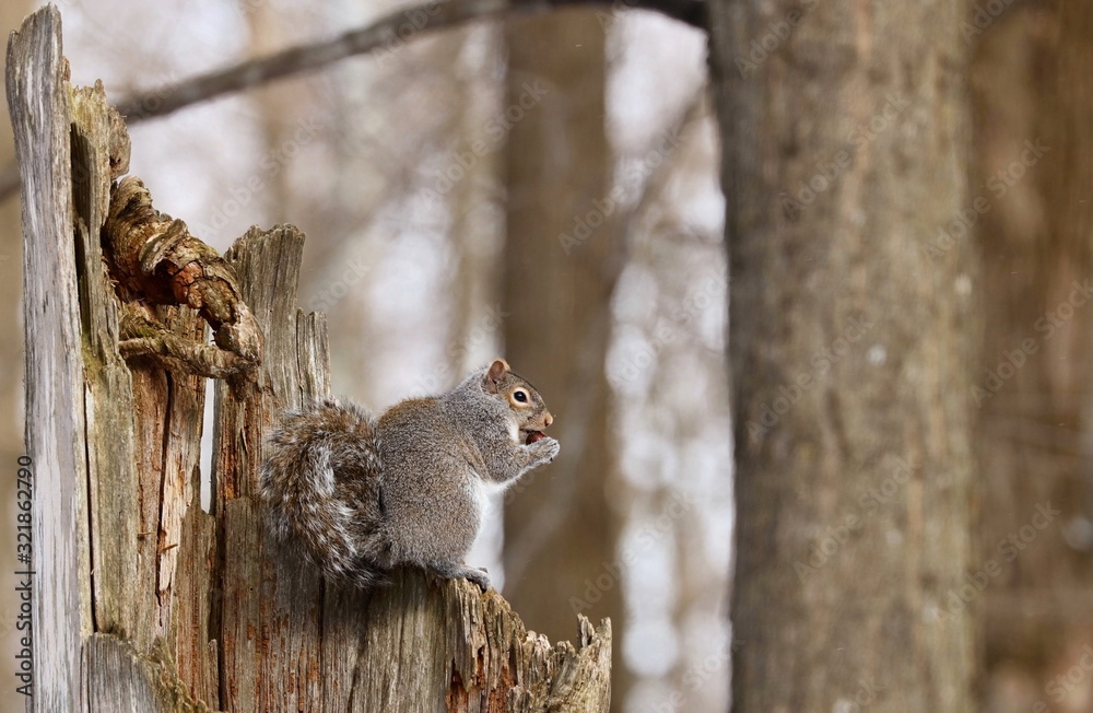 Eastern gray squirrel. Many juvenile squirrels die in the first year of life. Adult squirrels can have a lifespan of 5 to 10 years in the wild. Some can survive 10 to 20 years in captivity Eastern gray squirrel. Many juvenile squirrels die in the first year of life. Adult squirrels can have a lifespan of 5 to 10 years in the wild. Some can survive 10 to 20 years in captivity
