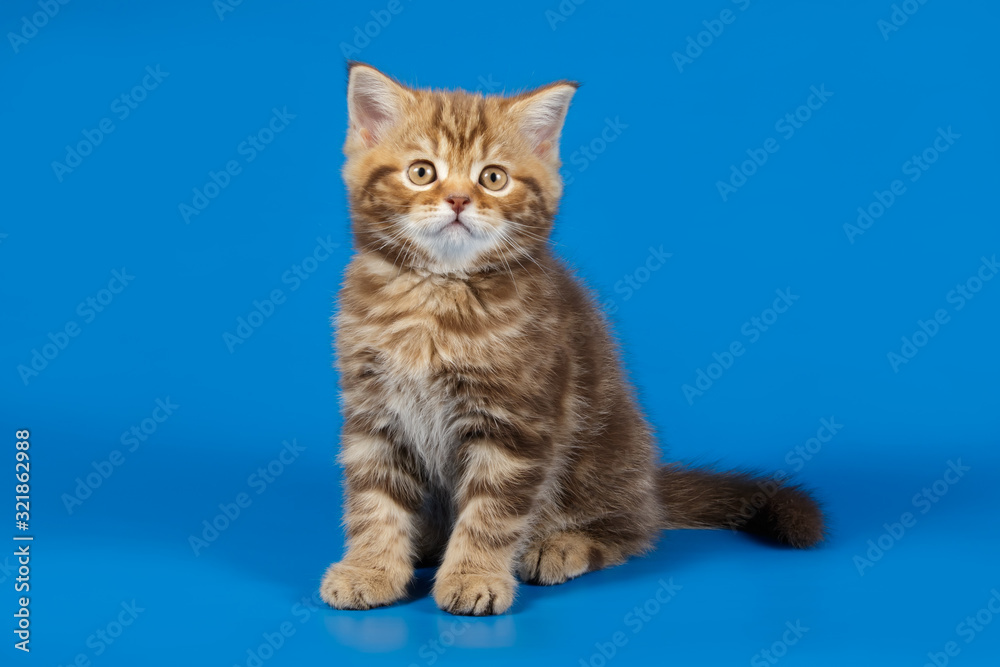Studio photography of a scottish straight shorthair cat on colored backgrounds Studio photography of a scottish straight shorthair cat on colored backgrounds