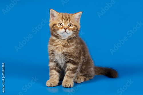 Studio photography of a scottish straight shorthair cat on colored backgrounds © Aleksand Volchanskiy