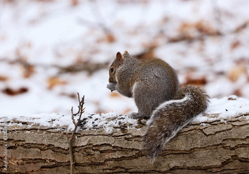 Eastern gray squirrel. Many juvenile squirrels die in the first year of life. Adult squirrels can have a lifespan of 5 to 10 years in the wild. Some can survive 10 to 20 years in captivity Eastern gray squirrel. Many juvenile squirrels die in the first year of life. Adult squirrels can have a lifespan of 5 to 10 years in the wild. Some can survive 10 to 20 years in captivity