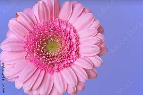 Close up of Gerbera jamesonii flower. Pink gerbera daisy flower on blue background. Top view.