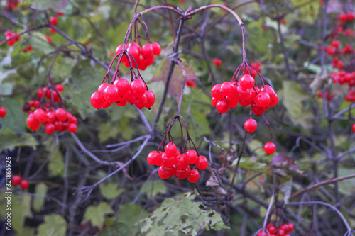 red berries of viburnum on a branch