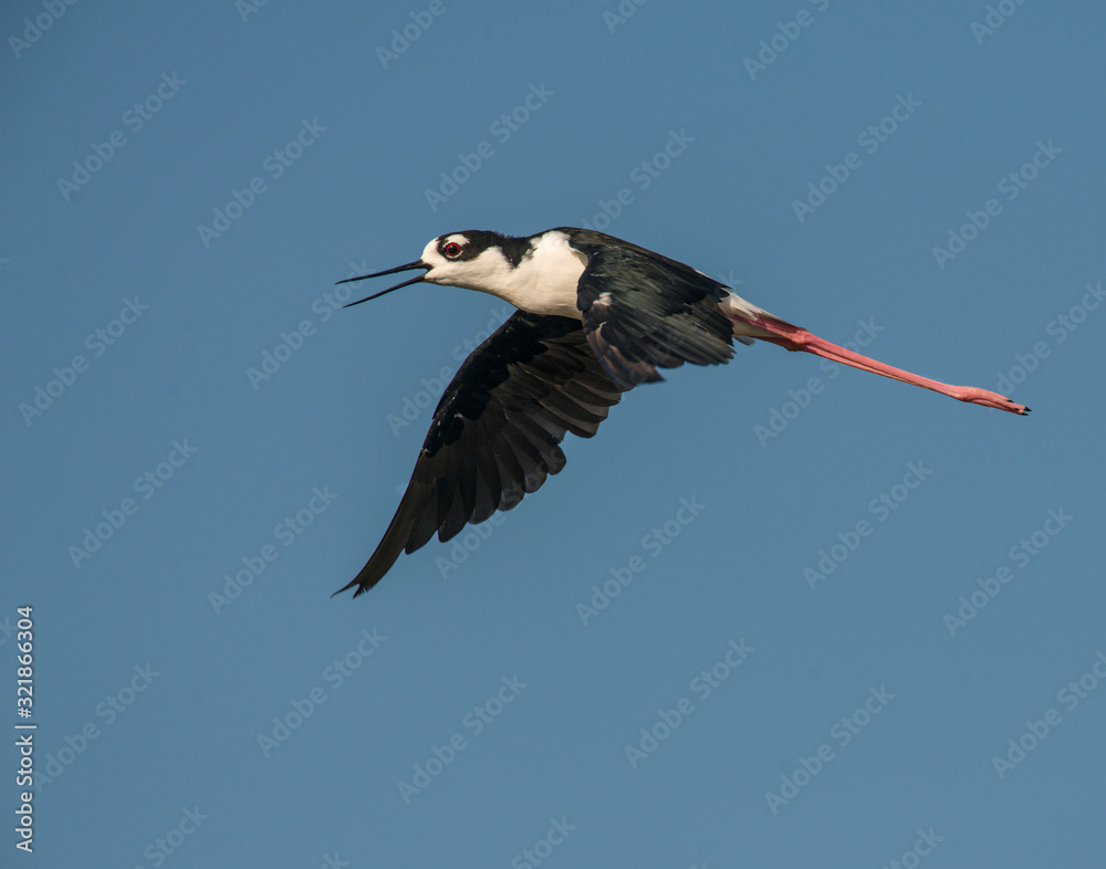 Obraz premium Black-necked Stilt