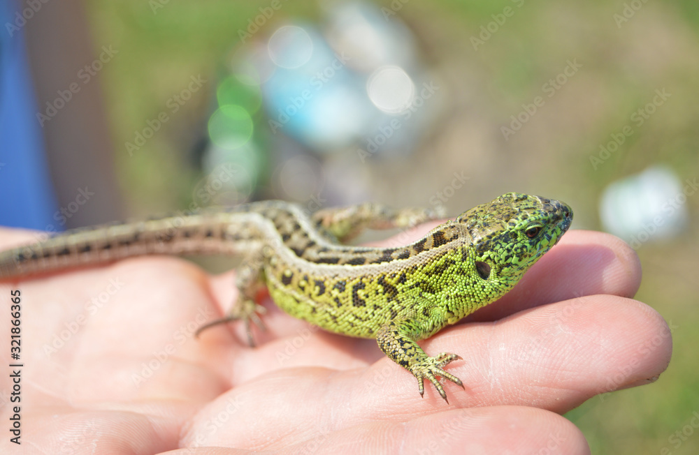 Naklejka premium lizard on hand