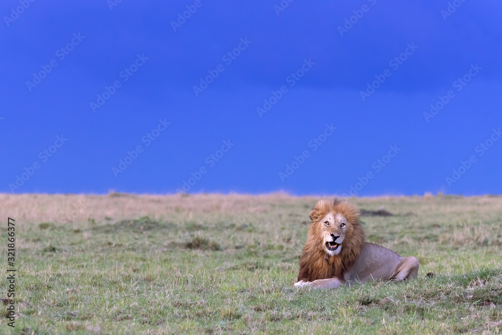 Adult male lion in the Masai Mara at dusk Adult male lion in the Masai Mara at dusk