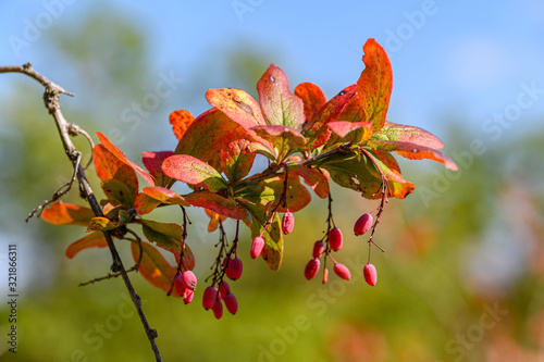 Berberitze (Berberis vulgaris)