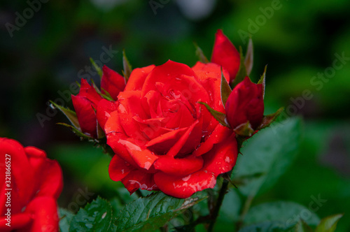 bright red rose  delicate flower close-up. little flower. raindrops on rose petals