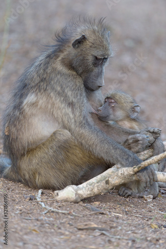 Baby baboon in the wilderness of Africa