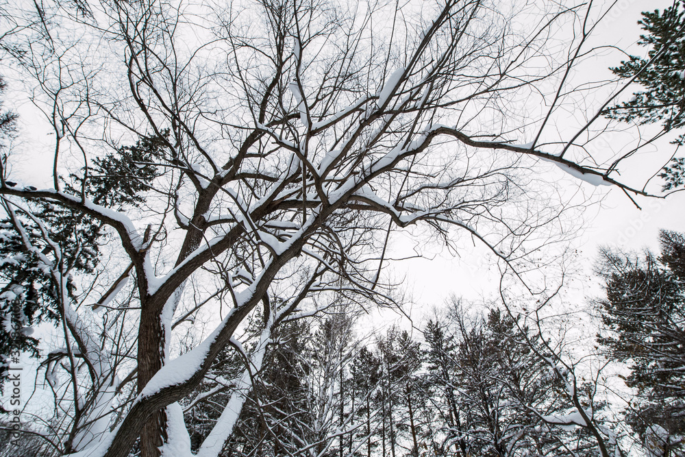 Obraz premium Snow-covered tree branches against a gray sky