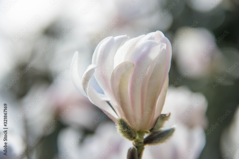 Fototapeta premium Magnolie