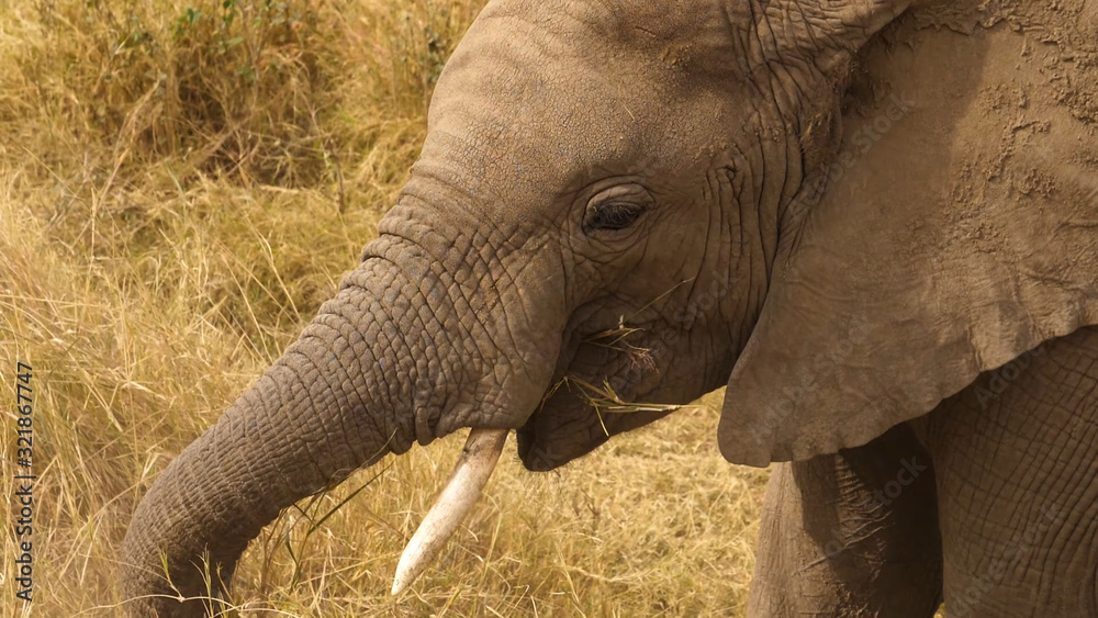 The head of a large African elephant closeup sideways, in the wild