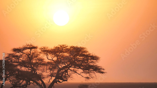 Beautiful red-yellow sunset in the savannah of South Africa  yellow sun over a tree