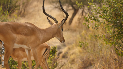 Impala with a cub graze in the savannah of Africa, close-up