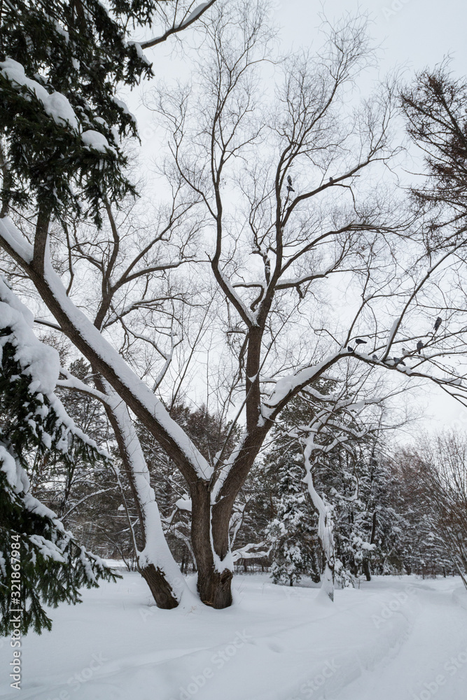 Snow-covered trees with pigeons on them, a path in the snow Snow-covered trees with pigeons on them, a path in the snow