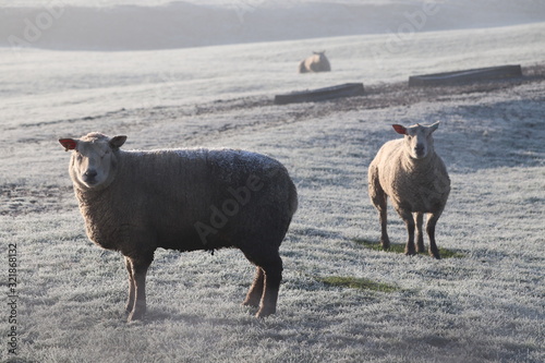 sheep on a frosty morning