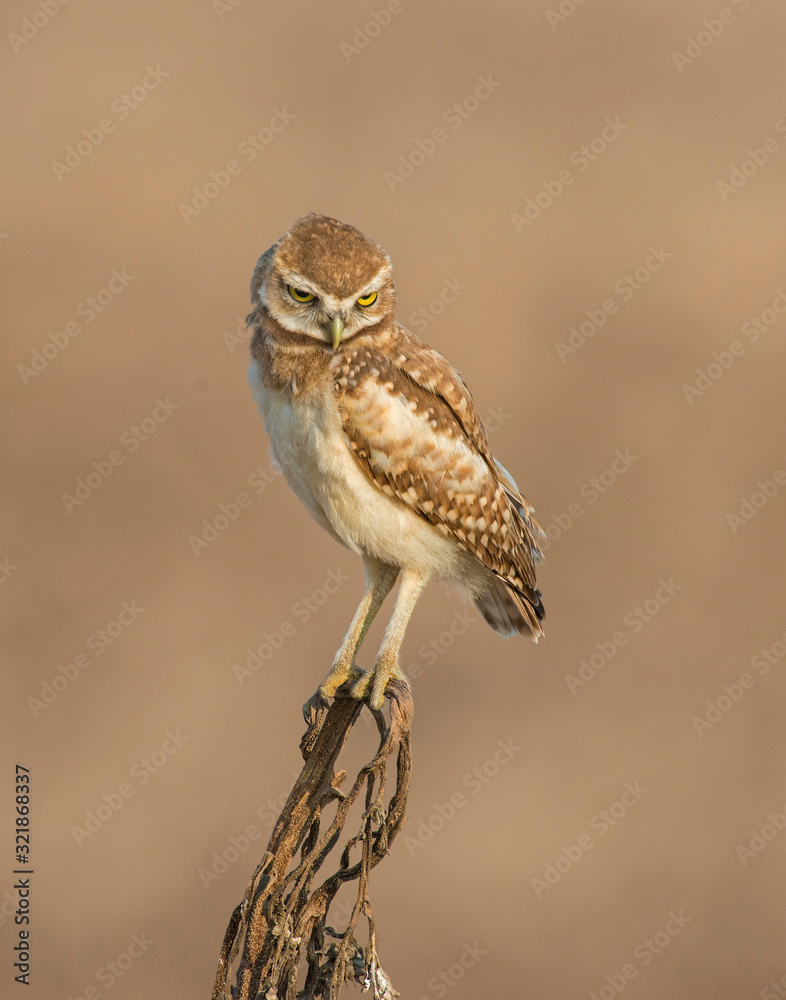 Fototapeta premium Burrowing Owl on a perch