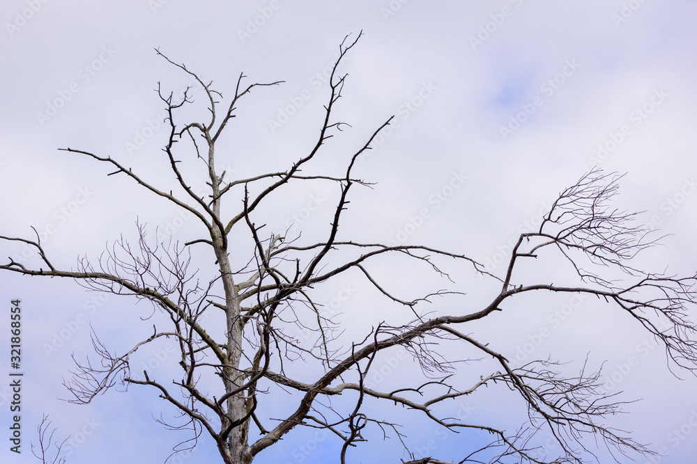 Obraz premium Spreading branches of pine tree in Siberian taiga forest.