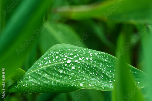 Water drops on green foliage