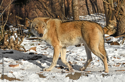 Eurasian Wolf  Canis lupus   male  runs in forest in winter