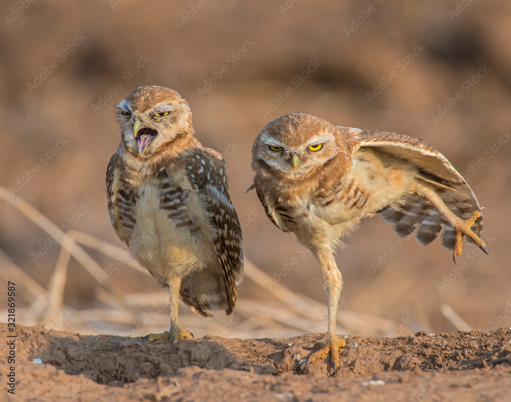 Fototapeta premium Burrowing Owl