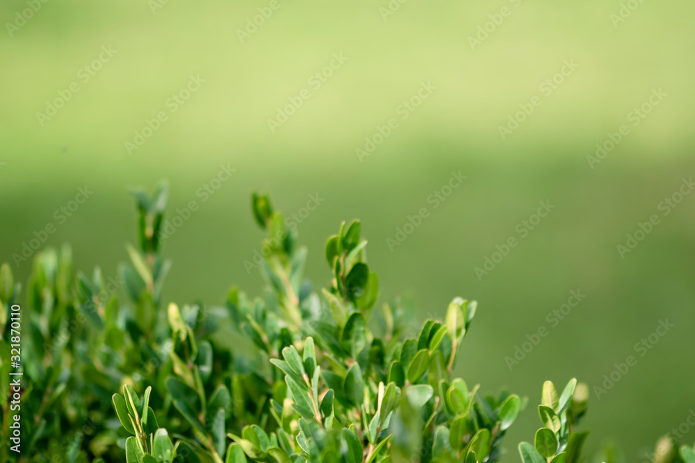 Evergreen buxus bush background (Buxus sempervirens). Selective focus on fresh green boxwood bush leaves in the nature. Copy space. Evergreen buxus bush background (Buxus sempervirens). Selective focus on fresh green boxwood bush leaves in the nature. Copy space.