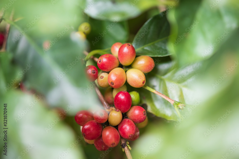 Fresh coffee beans on tree branches