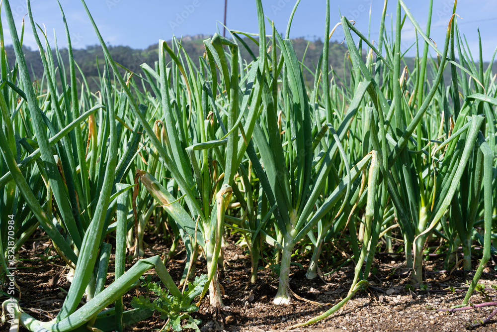 Obraz premium Las cebollas están creciendo sanamente y con gran tamaño.