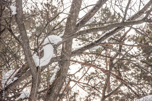 Snow over the spruces and pines.