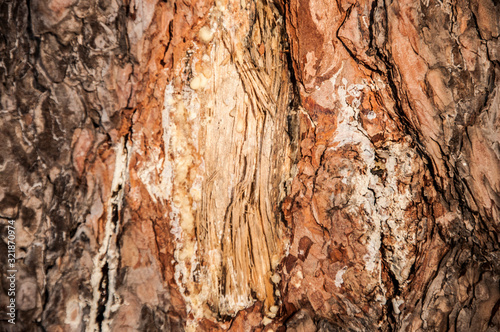 Background image of pine bark close-up with dried resin