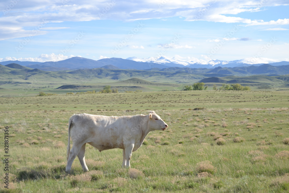 white cow