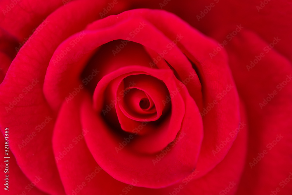 Beautiful red roses flower close up background Beautiful red roses flower close up background
