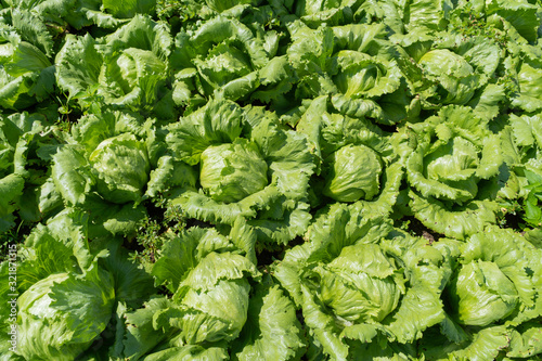 Las lechugas crecen sanamente en el campo agrícola.