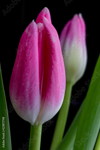 pink tulip bud on black background