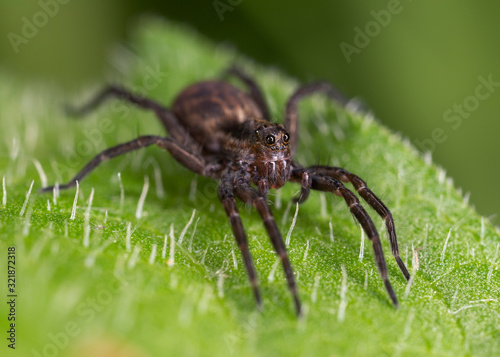  Spider of the family Lycosidae closeup.