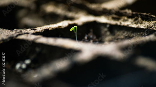 Seedling