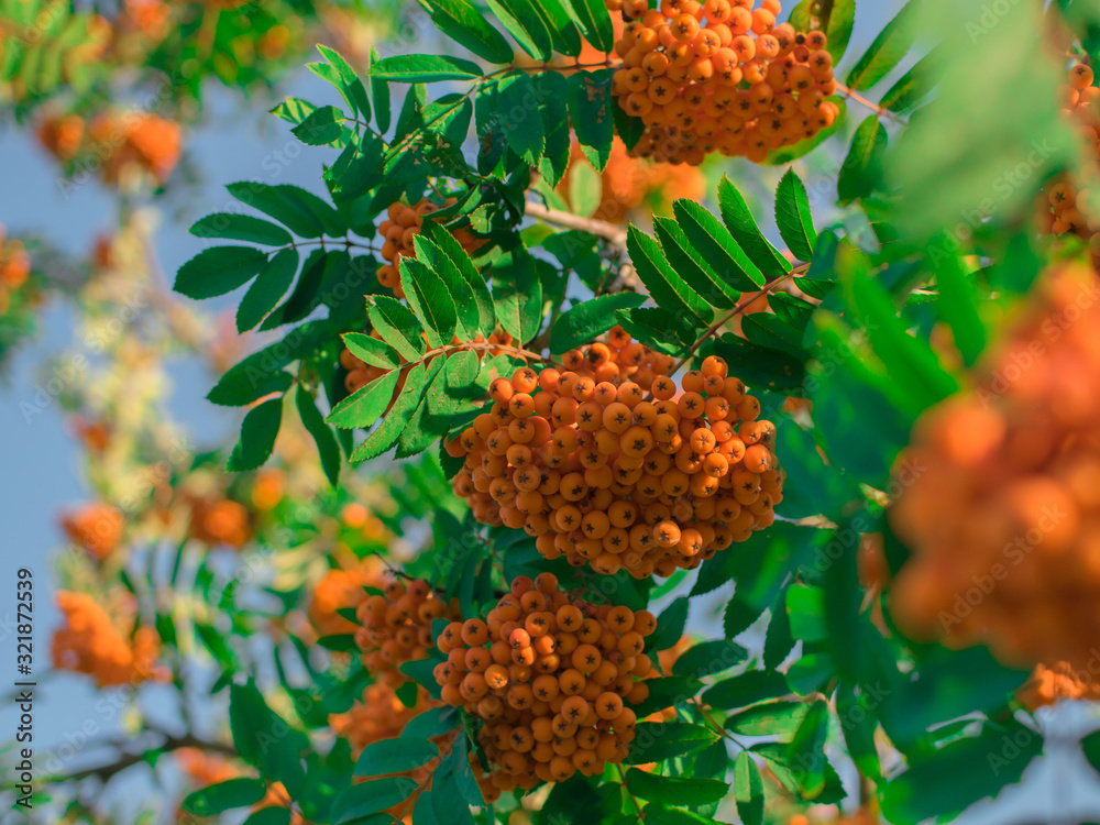 Rowan berries on the branches Rowan berries on the branches
