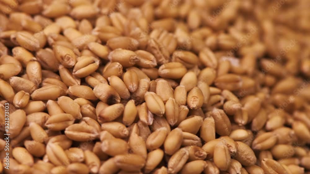 Harvested ripe wheat grains on rotating stand Harvested ripe wheat grains on rotating stand