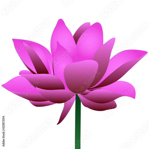 Lotus. Floral print. Water lily. Colored vector illustration. Plant on an isolated background. Flat style. Mysterious water lily. Swamp plant. Nenuphar. Idea for book, invitation, web design.