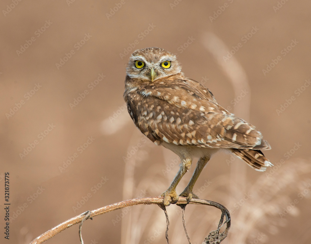 Obraz premium Burrowing Owl